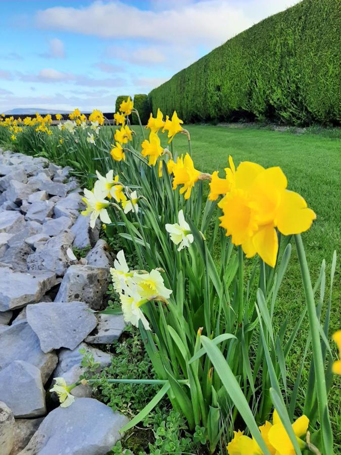 Bunratty Haven Bed & Breakfast Eksteriør billede